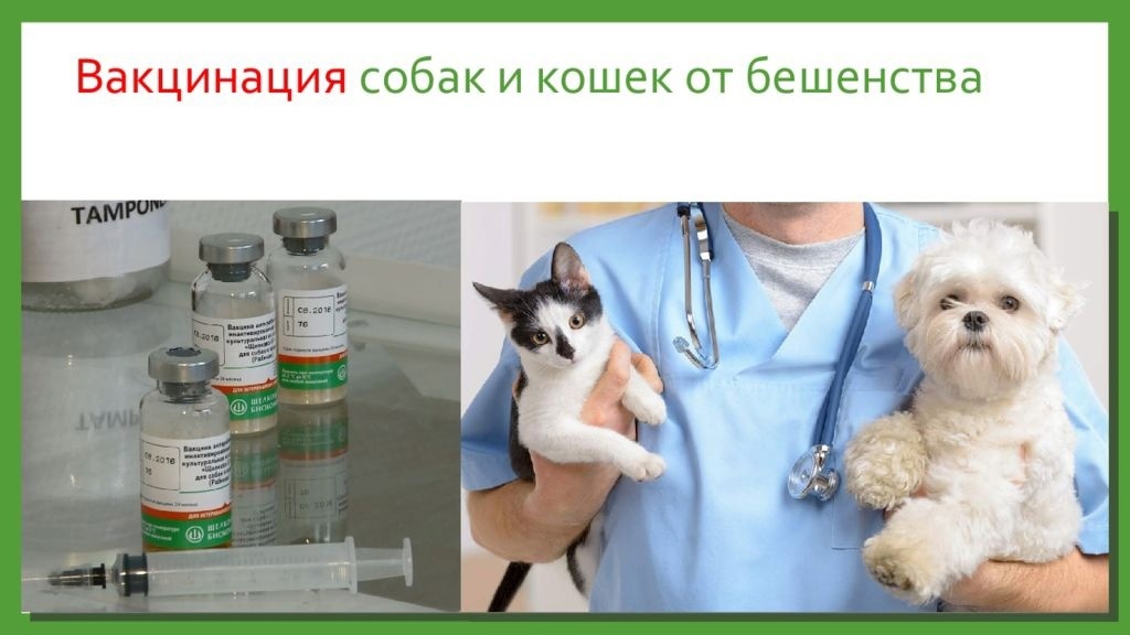 Вакцинация собак и кошек против бешенства.