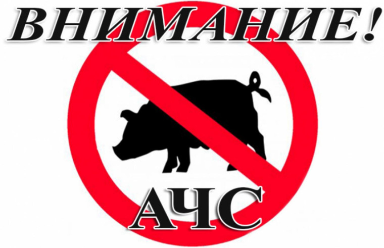 Африканская чума свиней. Африканская чума свиней.