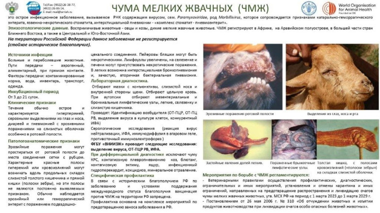 ПАМЯТКА ВЛАДЕЛЬЦАМ ЖИВОТНЫХ ПО ПРОФИЛАКТИКЕ ЧУМЫ МЕЛКИХ ЖВАЧНЫХ ЖИВОТНЫХ.. ПАМЯТКА ВЛАДЕЛЬЦАМ ЖИВОТНЫХ ПО ПРОФИЛАКТИКЕ ЧУМЫ МЕЛКИХ ЖВАЧНЫХ ЖИВОТНЫХ..